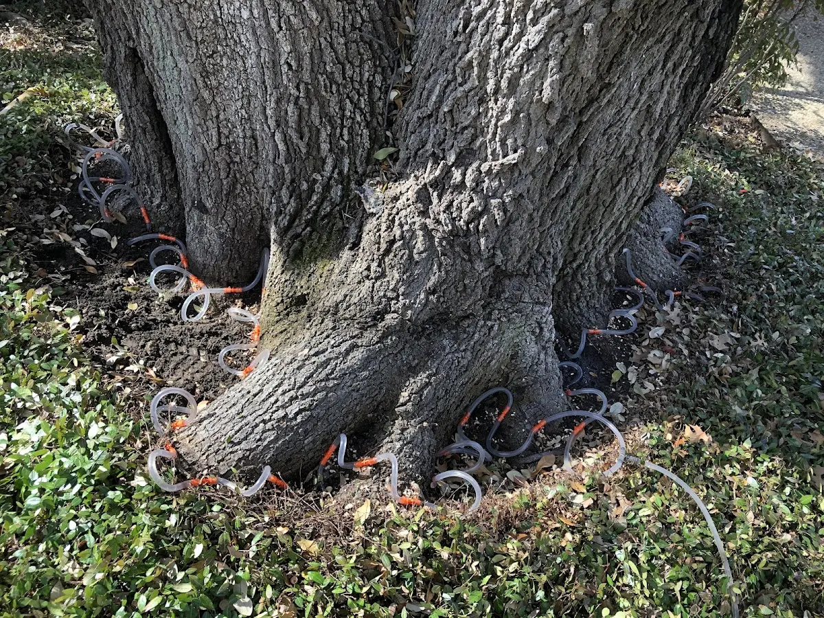 Detailed Tree Cabling and Bracing job site in Port Jefferson Station