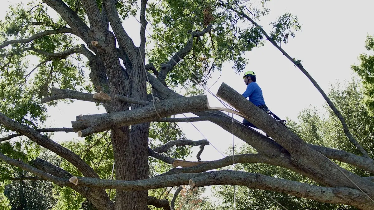 Professional Crown Thinning performed by certified arborists in Port Jefferson Station
