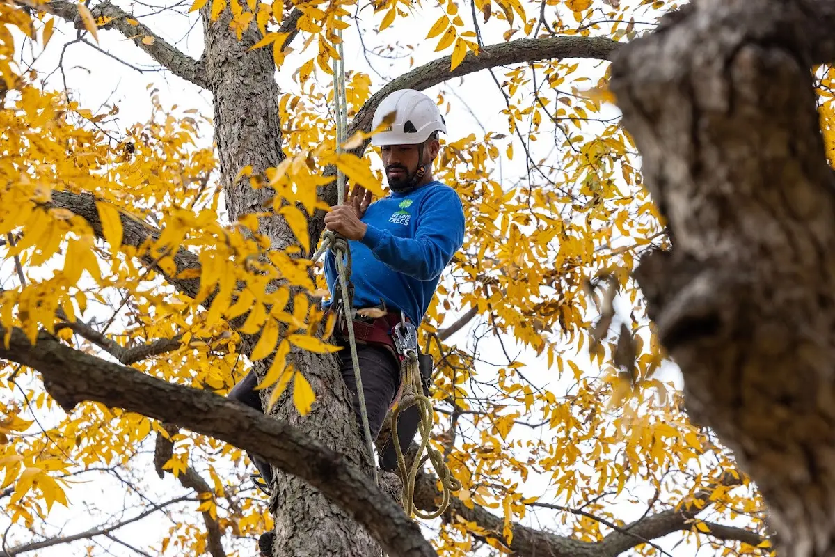 Skilled Tree Pruning crew working in Port Jefferson Station